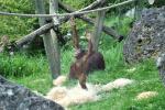 2013 07 06 beauval 134